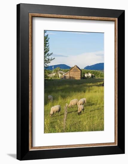 Bozeman, Montana, View of Sheep and Barn in Beautiful Green Fields-Bill Bachmann-Framed Photographic Print