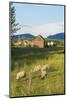 Bozeman, Montana, View of Sheep and Barn in Beautiful Green Fields-Bill Bachmann-Mounted Photographic Print