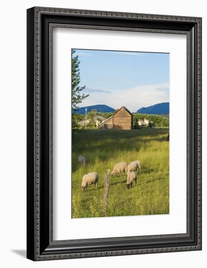 Bozeman, Montana, View of Sheep and Barn in Beautiful Green Fields-Bill Bachmann-Framed Photographic Print