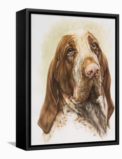 Bracco Italiano-Barbara Keith-Framed Premier Image Canvas