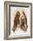 Bracco Italiano-Barbara Keith-Framed Giclee Print