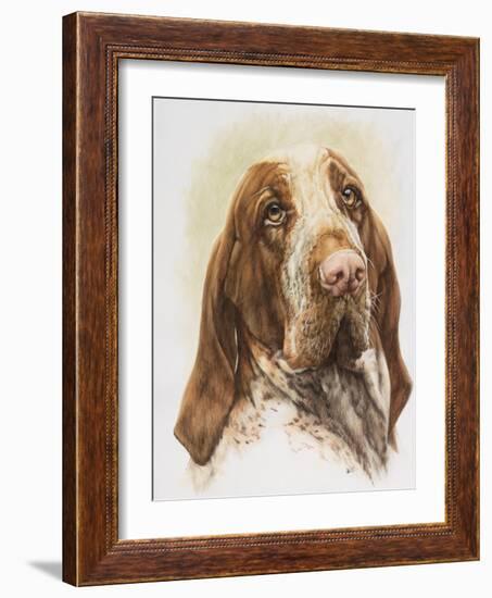 Bracco Italiano-Barbara Keith-Framed Giclee Print