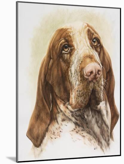 Bracco Italiano-Barbara Keith-Mounted Giclee Print