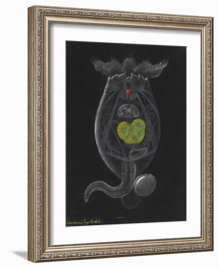 Brachionus Mulleri: Rotifer-Philip Henry Gosse-Framed Giclee Print