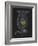 Brachionus Mulleri: Rotifer-Philip Henry Gosse-Framed Giclee Print
