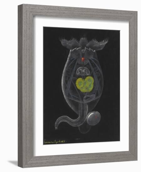 Brachionus Mulleri: Rotifer-Philip Henry Gosse-Framed Giclee Print