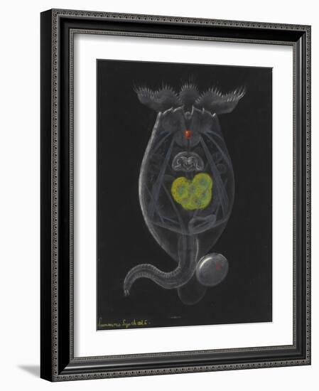 Brachionus Mulleri: Rotifer-Philip Henry Gosse-Framed Giclee Print