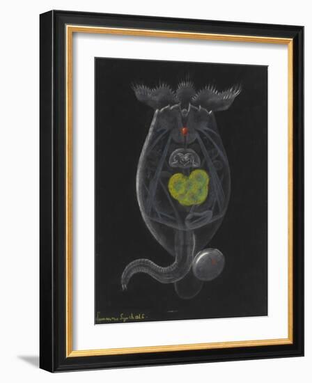 Brachionus Mulleri: Rotifer-Philip Henry Gosse-Framed Giclee Print