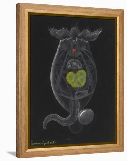 Brachionus Mulleri: Rotifer-Philip Henry Gosse-Framed Premier Image Canvas