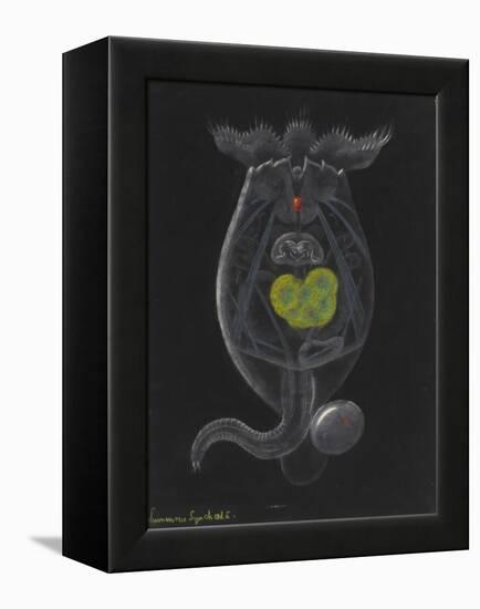 Brachionus Mulleri: Rotifer-Philip Henry Gosse-Framed Premier Image Canvas