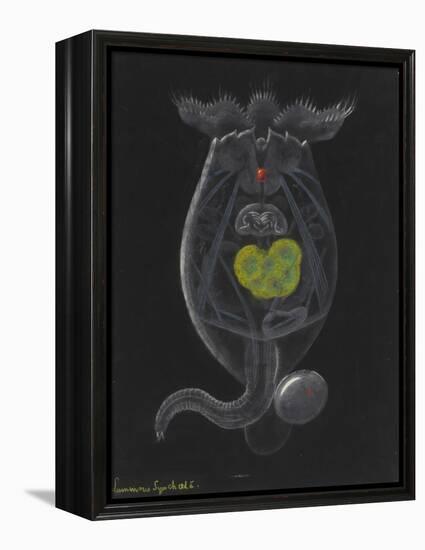 Brachionus Mulleri: Rotifer-Philip Henry Gosse-Framed Premier Image Canvas