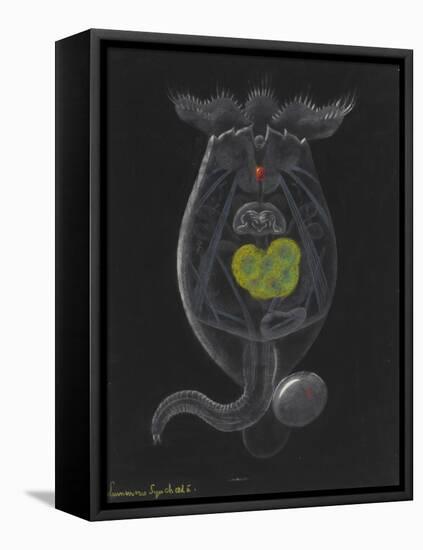 Brachionus Mulleri: Rotifer-Philip Henry Gosse-Framed Premier Image Canvas