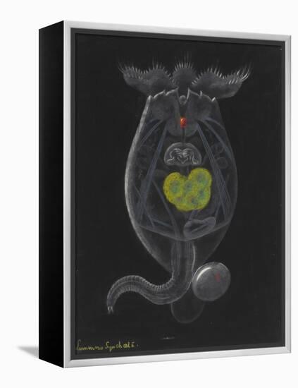 Brachionus Mulleri: Rotifer-Philip Henry Gosse-Framed Premier Image Canvas