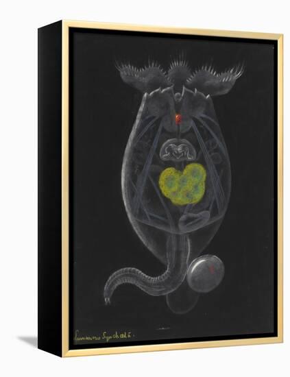 Brachionus Mulleri: Rotifer-Philip Henry Gosse-Framed Premier Image Canvas