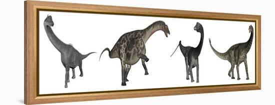 Brachiosaurus, Dicraeosaurus, Diplodocus and Spinophorosaurus-Stocktrek Images-Framed Stretched Canvas