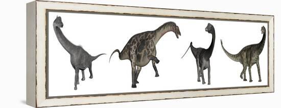 Brachiosaurus, Dicraeosaurus, Diplodocus and Spinophorosaurus-Stocktrek Images-Framed Stretched Canvas