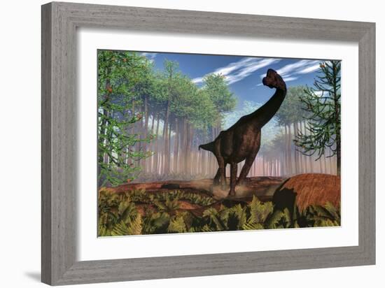 Brachiosaurus Dinosaur Amongst an Araucaria Forest-Stocktrek Images-Framed Art Print