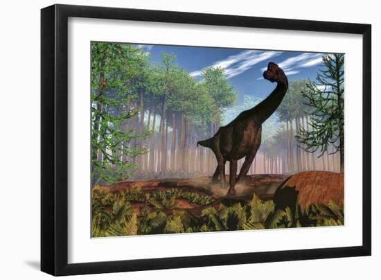 Brachiosaurus Dinosaur Amongst an Araucaria Forest-Stocktrek Images-Framed Art Print