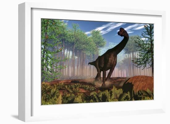 Brachiosaurus Dinosaur Amongst an Araucaria Forest-Stocktrek Images-Framed Art Print