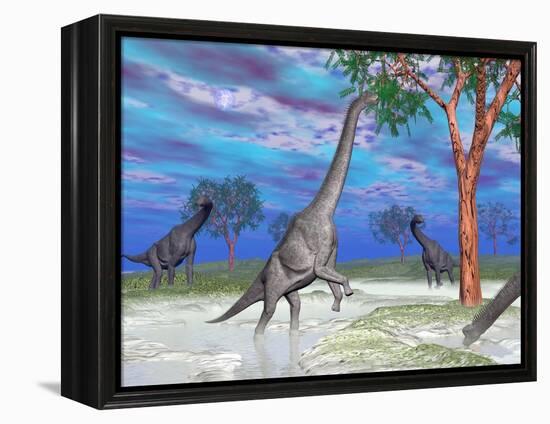 Brachiosaurus Dinosaurs Grazing on Trees-null-Framed Stretched Canvas