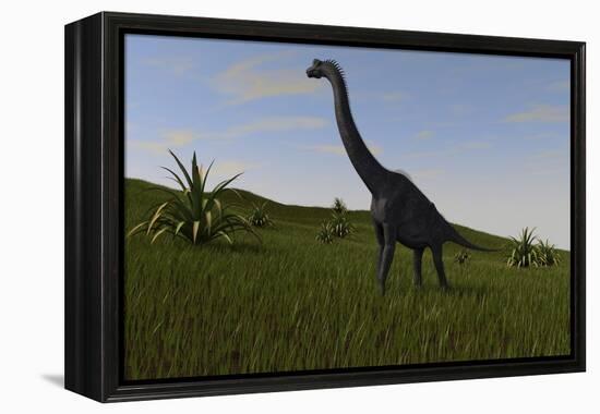 Brachiosaurus Grazing in a Grassy Field-null-Framed Stretched Canvas
