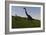 Brachiosaurus Grazing in a Grassy Field-null-Framed Art Print