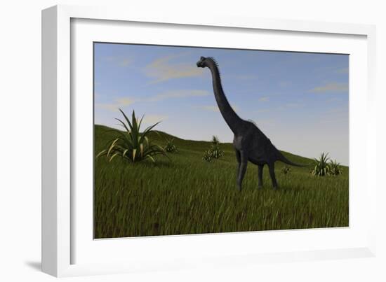 Brachiosaurus Grazing in a Grassy Field-null-Framed Art Print