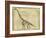 Brachiosaurus Study-Ethan Harper-Framed Premium Giclee Print