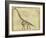 Brachiosaurus Study-Ethan Harper-Framed Premium Giclee Print