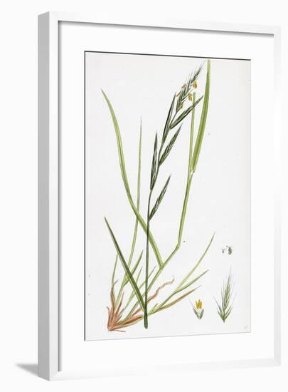 Brachypodium Sylvaticum Wood False-Brome-Grass-null-Framed Giclee Print