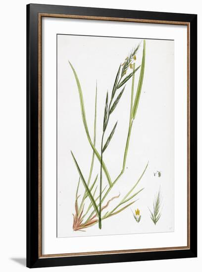 Brachypodium Sylvaticum Wood False-Brome-Grass-null-Framed Giclee Print