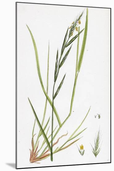 Brachypodium Sylvaticum Wood False-Brome-Grass-null-Mounted Giclee Print