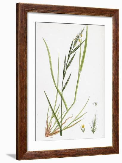 Brachypodium Sylvaticum Wood False-Brome-Grass-null-Framed Giclee Print