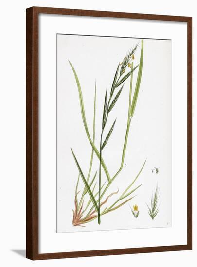 Brachypodium Sylvaticum Wood False-Brome-Grass-null-Framed Giclee Print