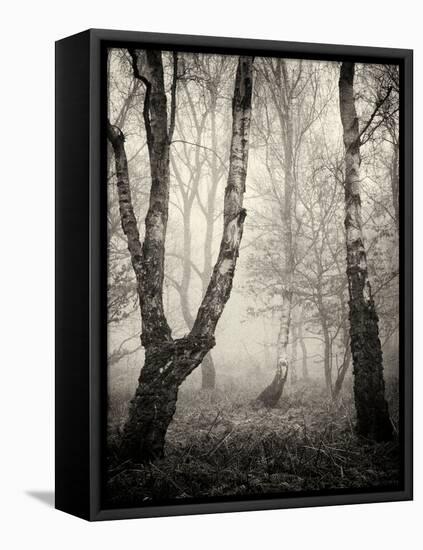 Bracken Woods II-Craig Roberts-Framed Premier Image Canvas