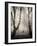 Bracken Woods II-Craig Roberts-Framed Photographic Print