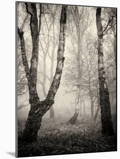 Bracken Woods II-Craig Roberts-Mounted Photographic Print