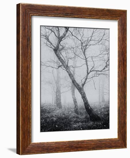 Bracken Woods-Craig Roberts-Framed Giclee Print