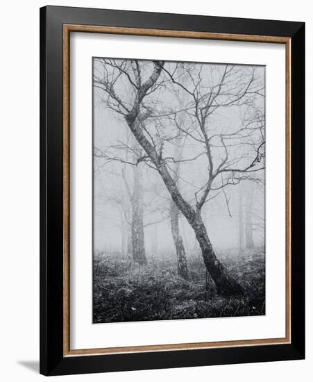 Bracken Woods-Craig Roberts-Framed Giclee Print