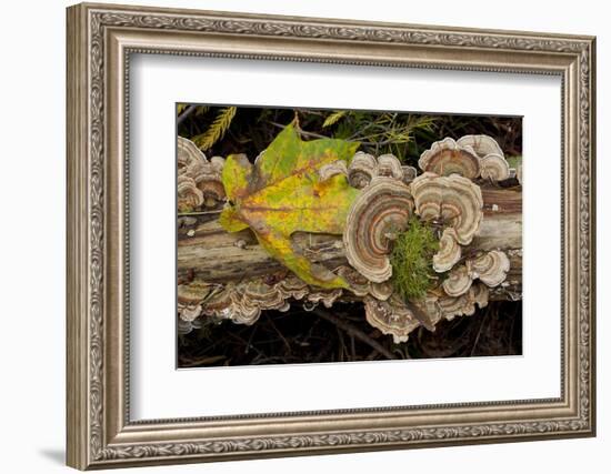 Bracket fungus Trametes versicolor on log in Sechelt, British Columbia-Kristin Piljay-Framed Photographic Print