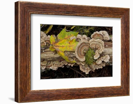 Bracket fungus Trametes versicolor on log in Sechelt, British Columbia-Kristin Piljay-Framed Photographic Print