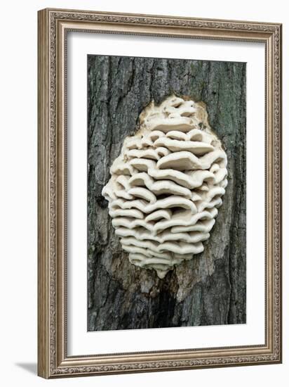 Bracket Fungus-Lawrence Lawry-Framed Photographic Print