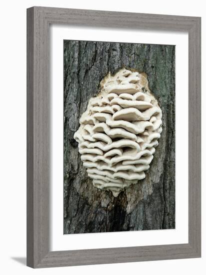 Bracket Fungus-Lawrence Lawry-Framed Photographic Print