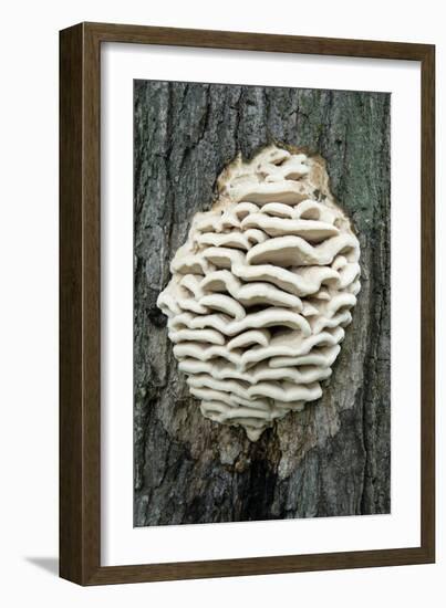 Bracket Fungus-Lawrence Lawry-Framed Photographic Print