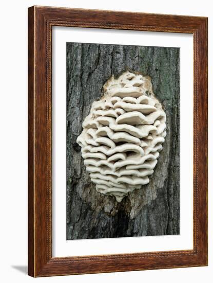 Bracket Fungus-Lawrence Lawry-Framed Photographic Print