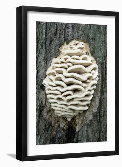 Bracket Fungus-Lawrence Lawry-Framed Photographic Print