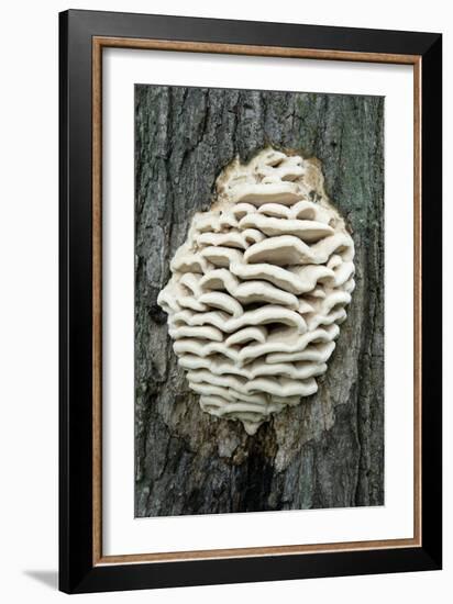 Bracket Fungus-Lawrence Lawry-Framed Photographic Print