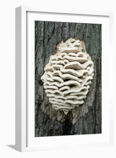 Bracket Fungus-Lawrence Lawry-Framed Photographic Print