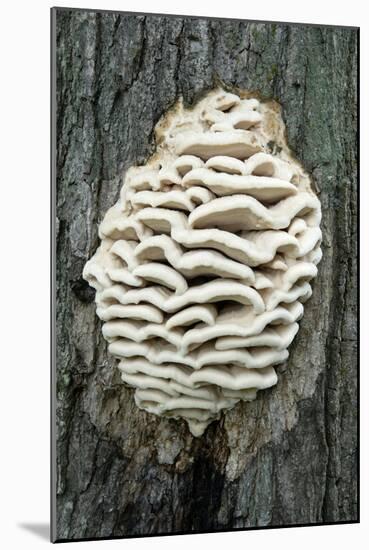 Bracket Fungus-Lawrence Lawry-Mounted Photographic Print