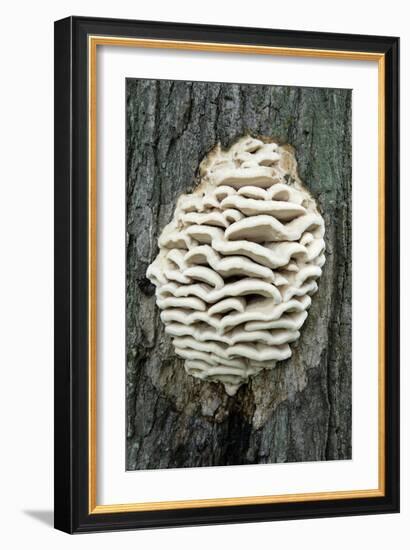 Bracket Fungus-Lawrence Lawry-Framed Photographic Print